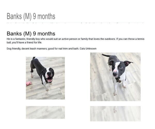 Medium Photo #1 Mutt Puppy For Sale in Martinsburg, WV, USA