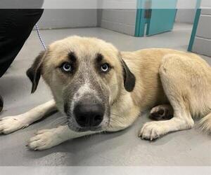 Anatolian Shepherd-Unknown Mix Dogs for adoption in Waco, TX, USA