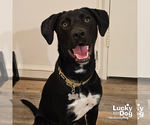Small #1 Beagle-Pointer Mix