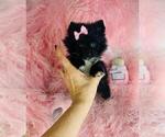 Small Pomeranian