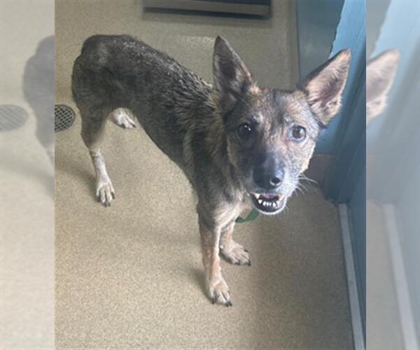 Medium Photo #1 Border Collie-Unknown Mix Puppy For Sale in Newton, NC, USA