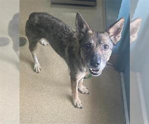 Border Collie-Unknown Mix Dogs for adoption in Newton, NC, USA