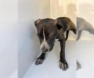 Mutt Dogs for adoption in Houston, TX, USA