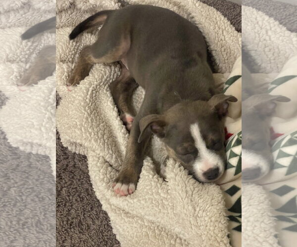 Medium Photo #3 Mutt Puppy For Sale in Ball Ground, GA, USA