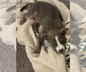 Glizzy - Male Mutt Dog for Adoption - Photo #3