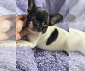 French Bulldog Puppy for sale in HAMDEN, CT, USA