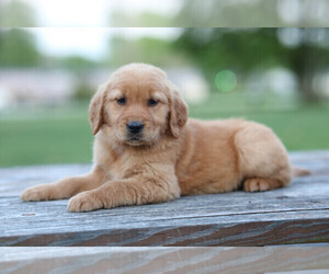 Golden Retriever Puppy for sale in FREDONIA, KY, USA