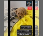 Image preview for Ad Listing. Nickname: Parker
