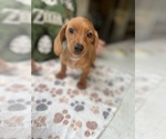 Small Photo #11 Dachshund Puppy For Sale in PERRIS, CA, USA