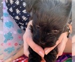 Small Photo #12 Pomeranian-Poodle (Toy) Mix Puppy For Sale in ST GEORGE, UT, USA