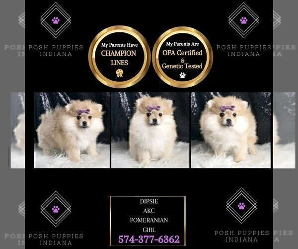 Medium Photo #6 Pomeranian Puppy For Sale in WARSAW, IN, USA