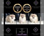 Small #5 Pomeranian