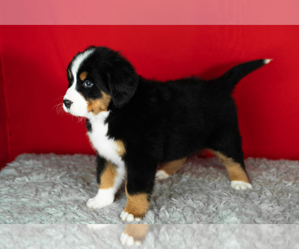 Medium Photo #31 Bernese Mountain Dog Puppy For Sale in MILLERSBURG, IN, USA