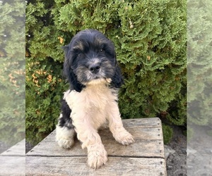 Cockapoo Puppy for sale in MIDDLEBURY, IN, USA