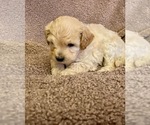Small Photo #3 Maltipoo Puppy For Sale in PORTERVILLE, CA, USA