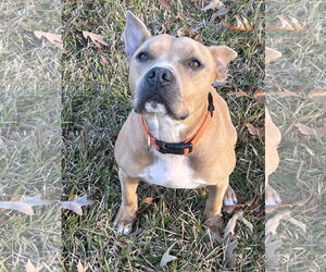 American Pit Bull Terrier-Unknown Mix Dogs for adoption in New Orleans, LA, USA