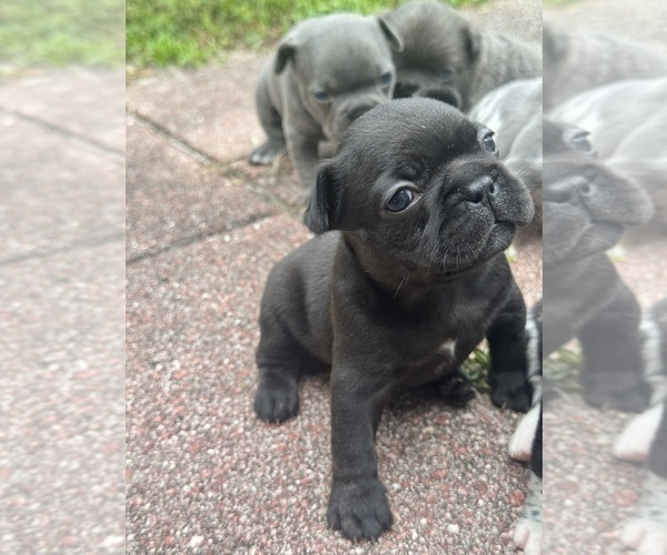 Medium Photo #3 French Bulldog Puppy For Sale in LUTZ, FL, USA