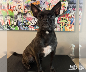 Boston Terrier-Unknown Mix Dogs for adoption in Washington, DC, USA