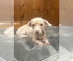 Small #2 Maltipoo