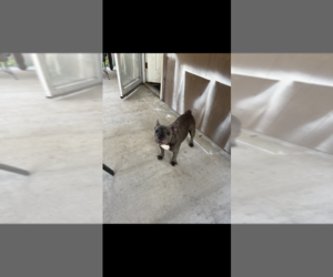 French Bulldog Dogs for adoption in JACKSONVILLE, FL, USA