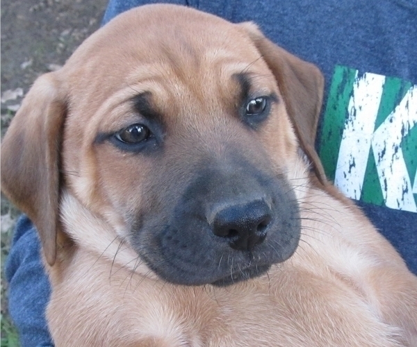 Medium Photo #2 Shepradors Puppy For Sale in WOODLAND, WA, USA
