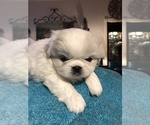 Small Photo #1 Pekingese Puppy For Sale in WIXON VALLEY, TX, USA