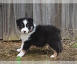 Small Australian Shepherd