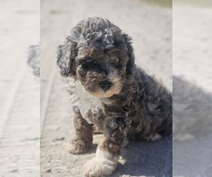 Aussie-Poo-Aussiedoodle Mix Puppy for sale in TAYLOR, TX, USA