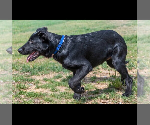 Medium Photo #2 Mutt Puppy For Sale in Canton, CT, USA