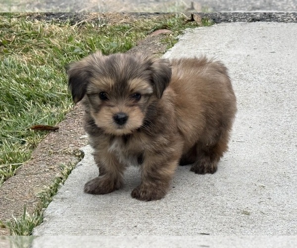Medium Photo #11 Yorkshire Terrier Puppy For Sale in NEWTON, NC, USA