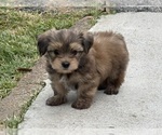 Small #10 Yorkshire Terrier