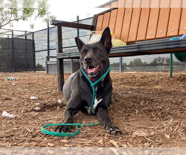 Medium Photo #3 German Shepherd Dog Puppy For Sale in Orange, CA, USA