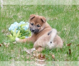 Shiba Inu Puppy for Sale in THREE RIVERS, Michigan USA