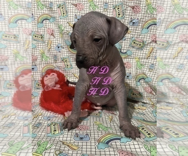 Medium Photo #3 Xoloitzcuintli (Mexican Hairless) Puppy For Sale in BRIDGEVILLE, CA, USA