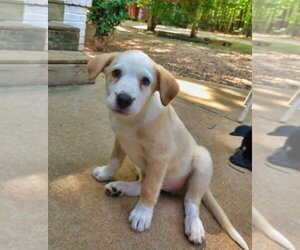 Cypress - Male Shepradors Dog for Adoption - Photo #16