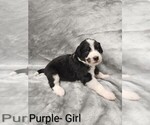 Puppy Purple Collar Aussiedoodle