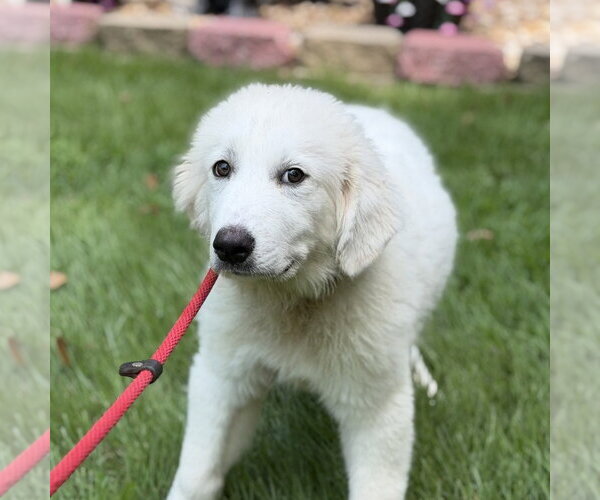 Medium Photo #4 Great Pyrenees Puppy For Sale in Yardley, PA, USA