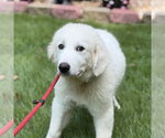 Small #3 Great Pyrenees