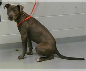 Labmaraner Dogs for adoption in St. Cloud, FL, USA