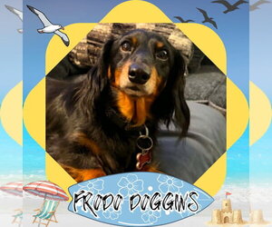 Dachshund Dogs for adoption in San Antonio, TX, USA