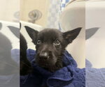 Small #1 German Shepherd Dog Mix