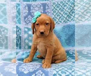 Labrador Retriever Puppy for sale in QUARRYVILLE, PA, USA
