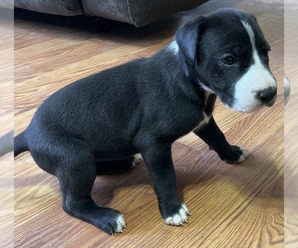 Medium Photo #3 Great Dane Puppy For Sale in MAYSVILLE, KY, USA