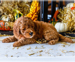 Small Photo #43 Goldendoodle-Poodle (Miniature) Mix Puppy For Sale in WAKARUSA, IN, USA