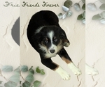 Puppy Dolly Madison Australian Shepherd