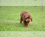 Small #2 Poodle (Toy)