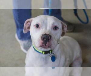 American Pit Bull Terrier-Unknown Mix Dogs for adoption in Mountain Home, AR, USA