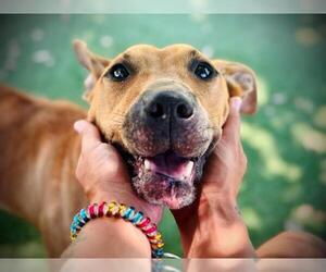 American Pit Bull Terrier Dogs for adoption in Orlando, FL, USA