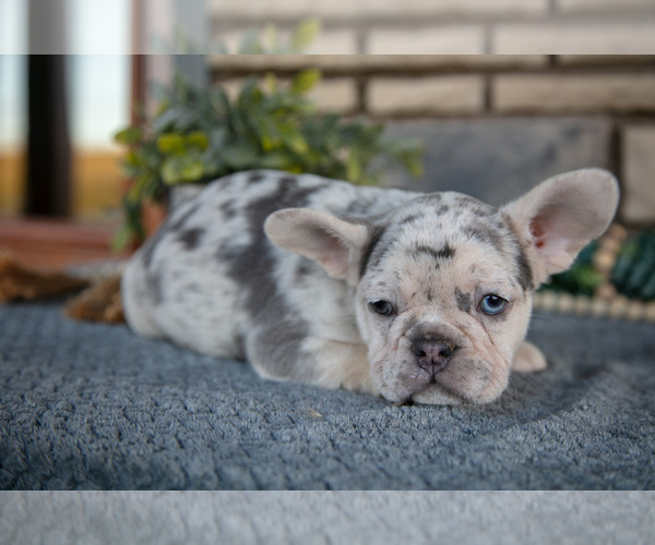 Medium Photo #3 French Bulldog Puppy For Sale in SUGARCREEK, OH, USA