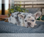 Small #2 French Bulldog
